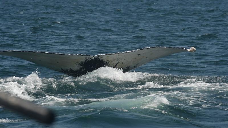 Humpback whales have a unique pattern on the underside of their tail. This whale is named “Azrael” because it has a pattern shaped like pointed cat ears on the bottom of his tail, like the cartoon character Azrael photo copyright Laura Howes/NOAA under NOAA Fisheries Permit no. 27272 taken at  and featuring the Cruising Yacht class