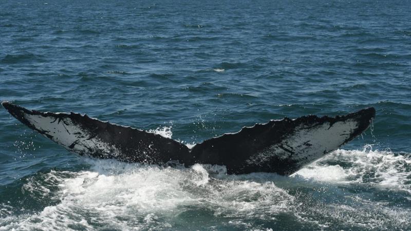 Humpback whales have a unique pattern on the underside of their tail. This whale is named “3.14” because there is a pattern on its tail that is the same shape as the mathematical pi symbol along the bumpy trailing edge of the tail - photo © Laura Howes/NOAA under NOAA Fisheries Permit no. 27272
