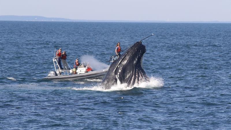 The research team at Stellwagen Bank National Marine Sanctuary aboard the small inflatable research vessel Balena as a humpback whale surfaces - photo © Mason Weinrich under NOAA Fisheries Permit no. 27272