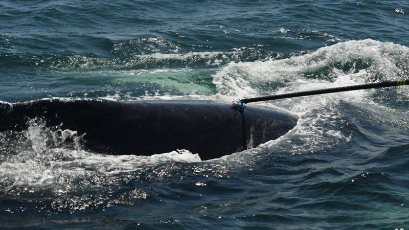 Pole tagging is one method researchers use to place suction cup tags on large whales - photo © Laura Howes/NOAA under NOAA Fisheries Permit no. 27272