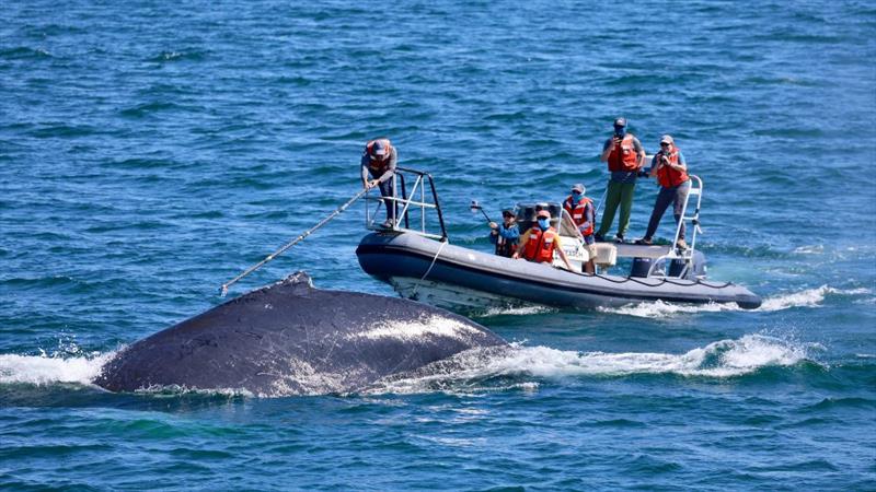 Pole tagging requires the use of a smaller and more maneuverable vessel to get close enough to tag the whales - photo © Laura Lilly/Hyannis Whale Watcher Cruises