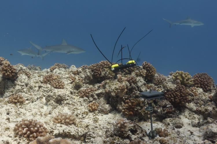 This climate station at Lalo (French Frigate Shoals) includes temperature sensors and tools to measure calcium carbonate photo copyright NOAA Fisheries / Joy Smith (Permit #PMNM-2024-001) taken at  and featuring the Cruising Yacht class