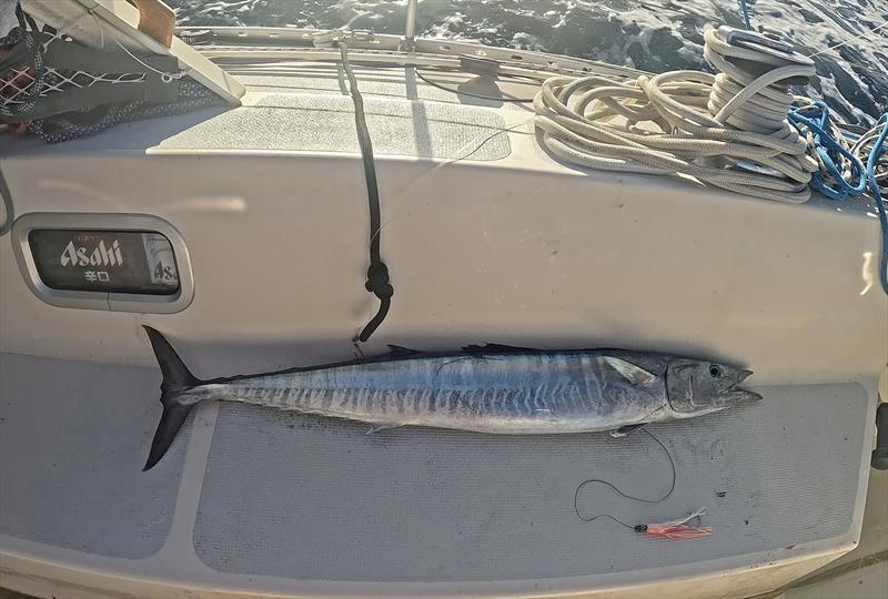 Wahoo off the coast of Brazil - Blue Moon II circumnavigation - photo © Tristan Gourlay