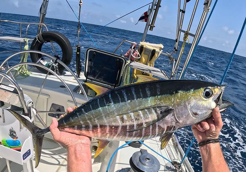 Yellowfin tuna at St Peter and St Paul Rocks - Blue Moon II circumnavigation - photo © Tristan Gourlay