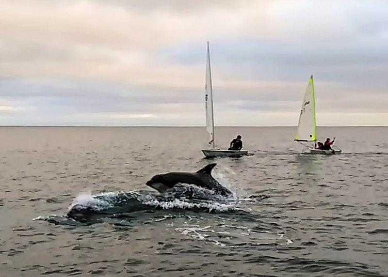 Bottle-nosed dolphins who came out to play at Tenby photo copyright Max Richards taken at Tenby Sailing Club and featuring the Dinghy class