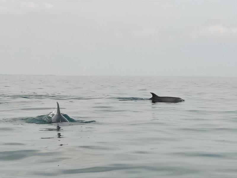 Dolphins enjoy the calms - Day 1 - Carnac Eurocat - April 2022 - photo © Carnac 2022
