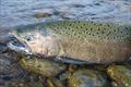 Wild chinook Salmon in Idaho