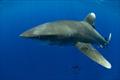 Oceanic whitetip shark photographed off Kona, Big Island. The individual is carrying trailing gear from a longline vessel and has damage to its pectoral fin, likely from the trailing gear including wire leader and weight.