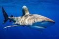 Male oceanic whitetip shark photographed off Oahu with monofilament trailing gear out of the right side of its mouth.