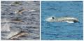 © NOAA Fisheries (Permit #14097)