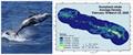 © NOAA Fisheries (Permit #20311)