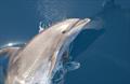 © Wayne Hoggard / NOAA Fisheries