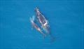 © NOAA Fisheries