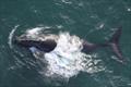 North Pacific Right Whale