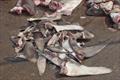The IATTC required that fishing vessels land sharks with their fins naturally attached. The goal is to prohibit shark-finning, where fishing crews cut fins off sharks to sell them and leave the rest of the animal to waste
