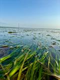 © Anouska Mendzil, Project Seagrass