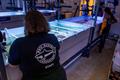 &copy; Mote Marine Laboratory & Aquarium