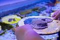 &copy; Mote Marine Laboratory & Aquarium