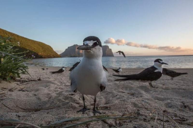 Bird life photo copyright Whitehaven Motor Yachts taken at  and featuring the Environment class