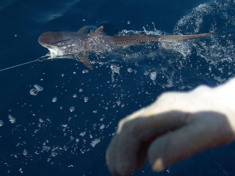 Juvenile tiger shark caught by longline on a NOAA Fisheries' Apex Predators Program research survey. This research survey provides a platform for tagging sharks with conventional tags from the NOAA Fisheries' Cooperative Shark Tagging Program photo copyright NOAA Fisheries taken at  and featuring the Environment class