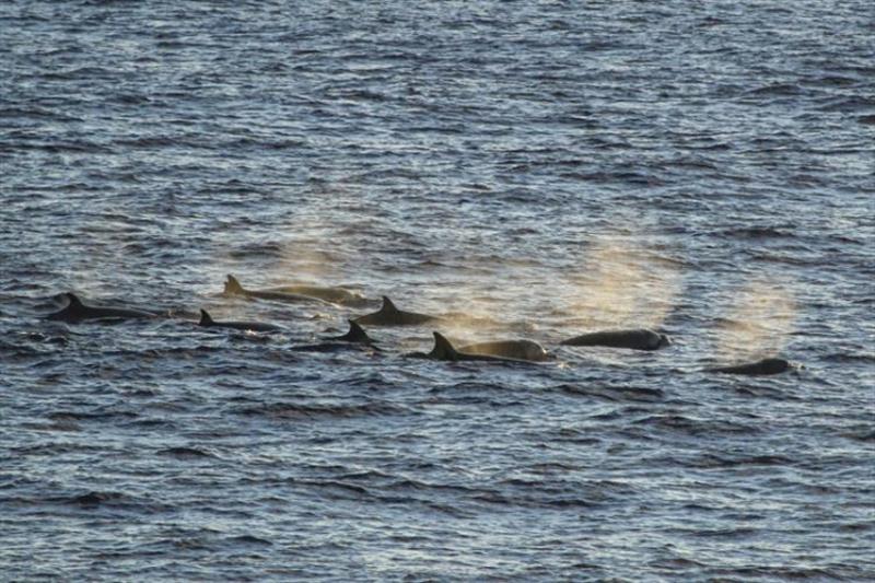 The setting sun highlights the puffy blows characteristic of Longman's beaked whale photo copyright NOAA Fisheries taken at  and featuring the Environment class