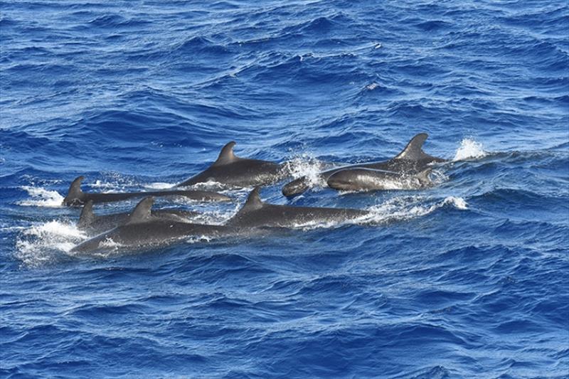 False killer whales (pictured) are known to be active feeders during the daytime. Their lookalike relatives—the short-finned pilot whale, melon-headed whale, and pygmy killer whale—feed primarily at night photo copyright NOAA Fisheries taken at  and featuring the Environment class