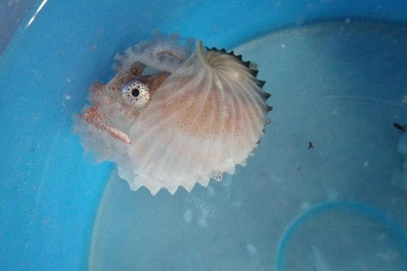 A paper nautilus photo copyright NOAA Fisheries taken at  and featuring the Environment class