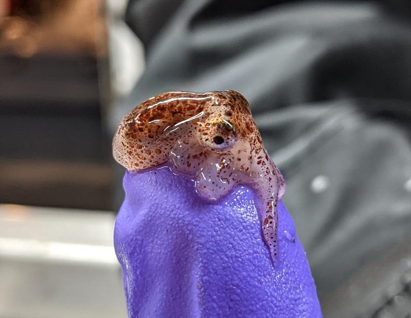 East Pacific red octopus, Octopus rubescens, found by scientists conducting the 2021 California Current Ecosystem Survey aboard the NOAA Ship Reuben Lasker photo copyright NOAA Fisheries taken at  and featuring the Environment class