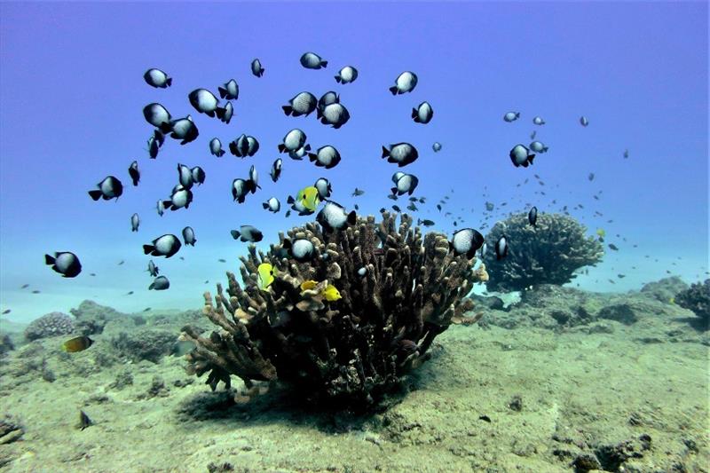 Butterflyfish and damselfish swim above pocillopora grandis coral colonies. - photo © NOAA Fisheries / Ari Halperin