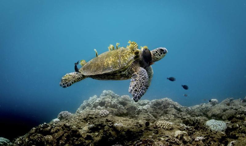 A green sea turtle visits a `cleaning station` near Oahu's Haleiwa Alii Beach in Hawaiian Islands Humpback Whale National Marine Sanctuary. A cleaning station is a spot within the reef where fish feed and clean parasites off the turtle's shell photo copyright Matt McIntosh / NOAA taken at  and featuring the Environment class