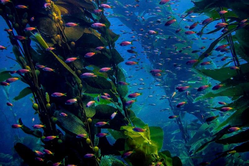 Juvenile blacksmiths swim in a kelp forest photo copyright Laura Tesler taken at  and featuring the Environment class