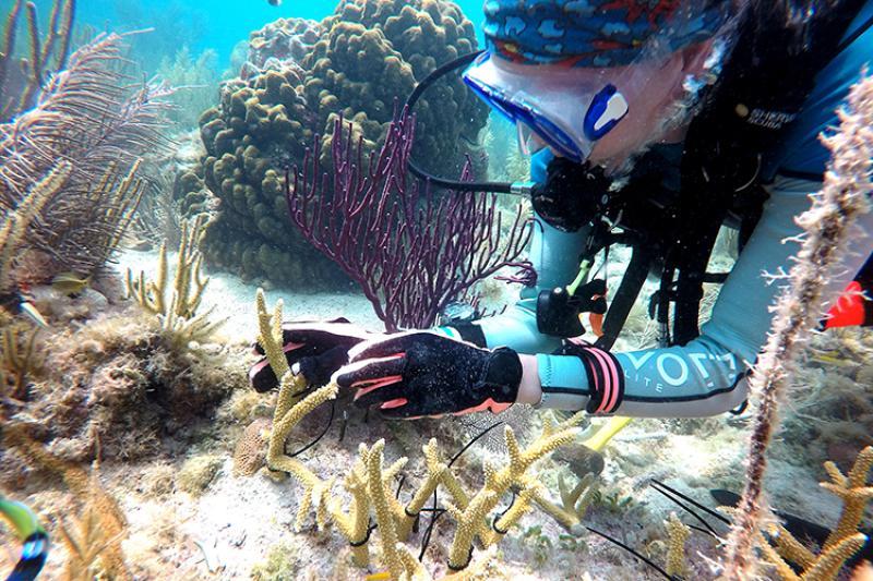 Coral outplanting in the Florida Keys photo copyright Rachel Hancock Davis taken at  and featuring the Environment class