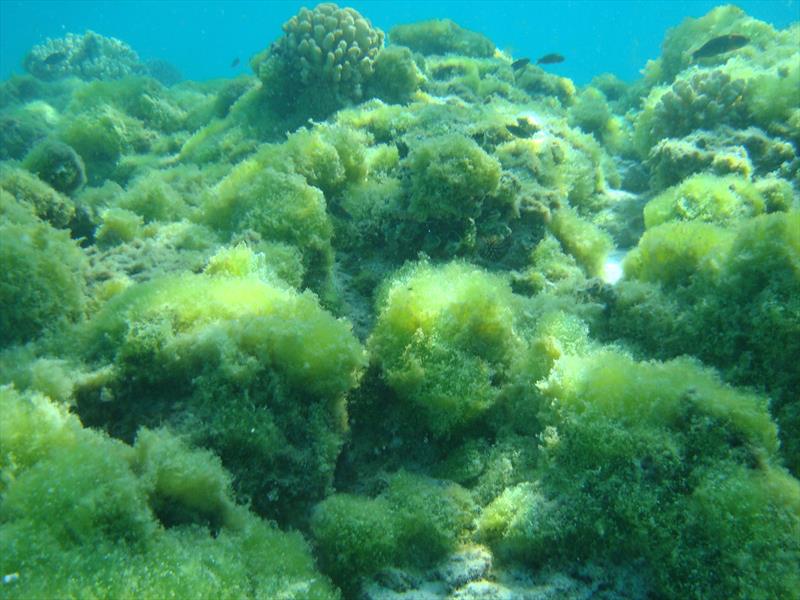 Boodlea algae overgrowth dominates areas of the Kure Atoll lagoon photo copyright Peter Vroom / NOAA Fisheries taken at  and featuring the Environment class