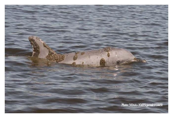 A bottlenose dolphin with skin lesions caused by prolonged freshwater exposure photo copyright NOAA taken at  and featuring the Environment class