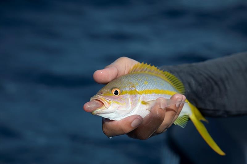 Barotrauma is a pressure-related injury that occurs when fish are reeled up from depth. Gases expand in the body cavity of fish displacing organs and leaving fish bloated and unable to return to depth photo copyright Brenton Roberts / Florida Sportsman taken at  and featuring the Environment class