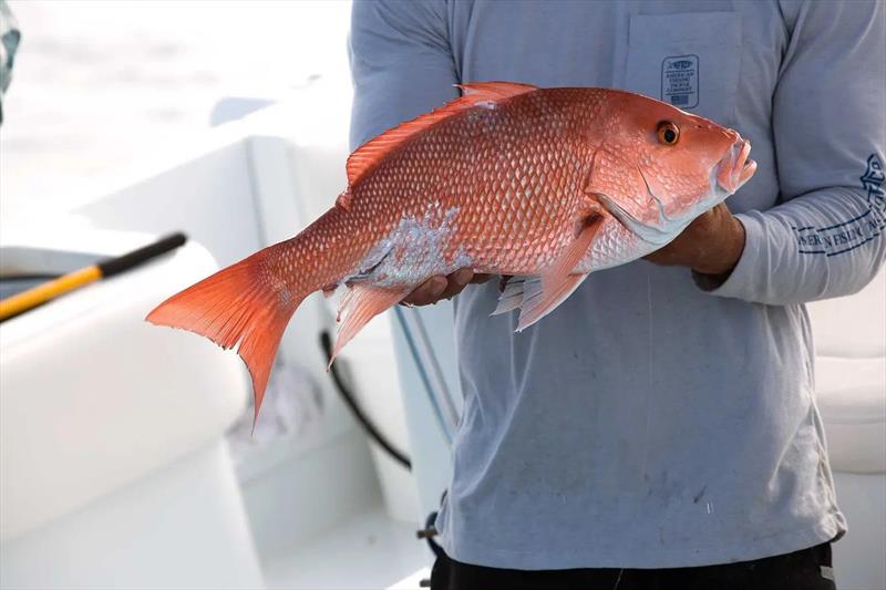 A guide to fishing in the Gulf of Mexico photo copyright Mustad Fishing taken at  and featuring the Environment class