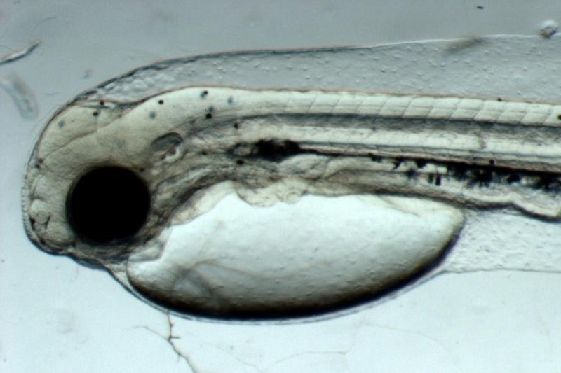 Pacific cod yolk sac larva. After they hatch, Pacific cod survive on nutrients from their yolk sac before they start hunting for prey photo copyright NOAA Fisheries taken at  and featuring the Environment class