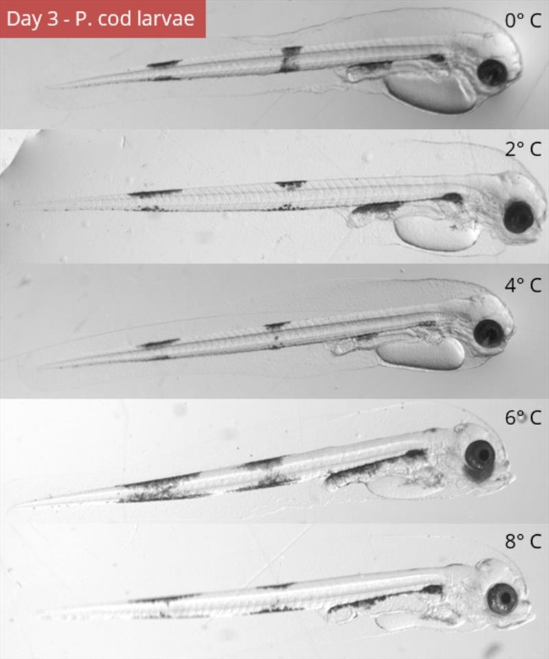 Under warmer temperatures, Pacific cod larvae lose their yolk faster and are forced to find prey earlier in their development, when they are most vulnerable. Photos show sibling 3-day-old larvae reared under controlled temperature in the laboratory photo copyright NOAA Fisheries taken at  and featuring the Environment class