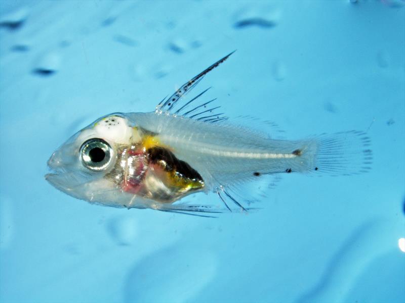 This plankton larva is one of the species collected in the SEAMAP plankton surveys that have taken place for nearly 40 years. - photo © NOAA Fisheries