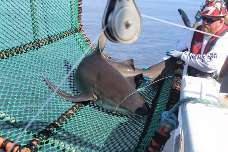 NOAA Fisheries scientist William “Trey” Driggers and a sandbar shark caught in the Gulf of Mexico. - photo © NOAA Fisheries