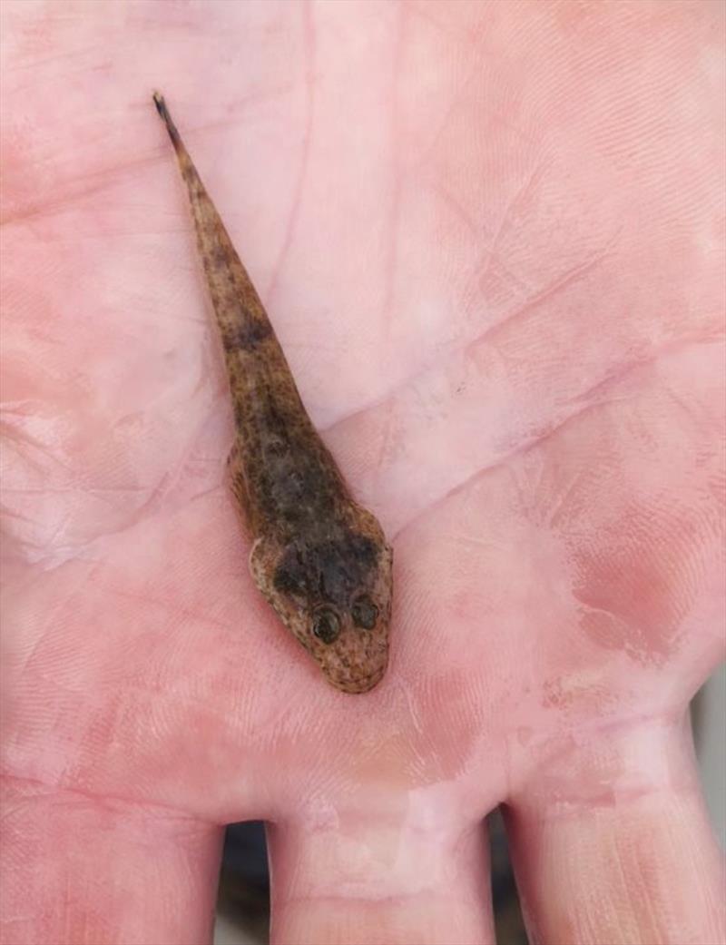 Another bumper year of dusky flathead stocking photo copyright RFA of NSW taken at Recreational Fishing Alliance of NSW (RFA of NSW) and featuring the Environment class