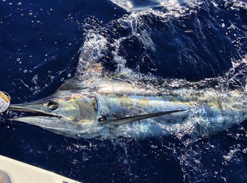 Blue marlin tagged photo copyright RFA of NSW taken at Recreational Fishing Alliance of NSW (RFA of NSW) and featuring the Environment class