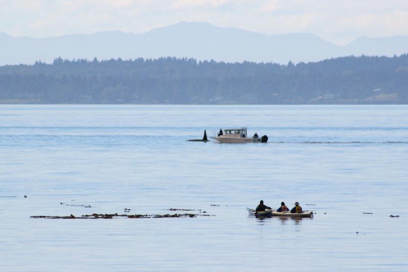 A witness on San Juan Island took this photo of a rental boat approaching endangered Southern Resident killer whales off the west side of the island. NOAA investigators also interviewed the kayak guide who said the boat was under power at the time photo copyright NOAA Fisheries taken at  and featuring the Environment class