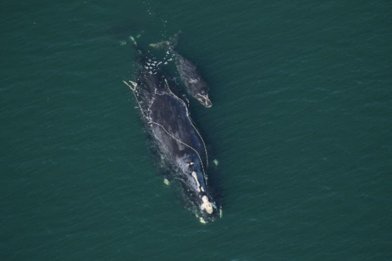 North Atlantic right whale Catalog #3560 ‘Snow Cone' sighted December 2, 2021 entangled and with a new calf photo copyright Florida Fish and Wildlife Conservation Commission taken under NOAA permit 20556. taken at  and featuring the Environment class