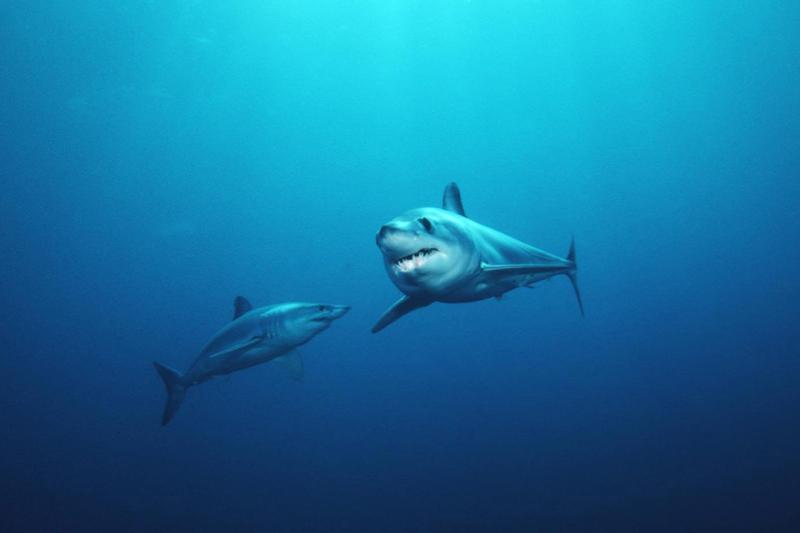 Two mako sharks swimming photo copyright NOAA Fisheries taken at  and featuring the Environment class