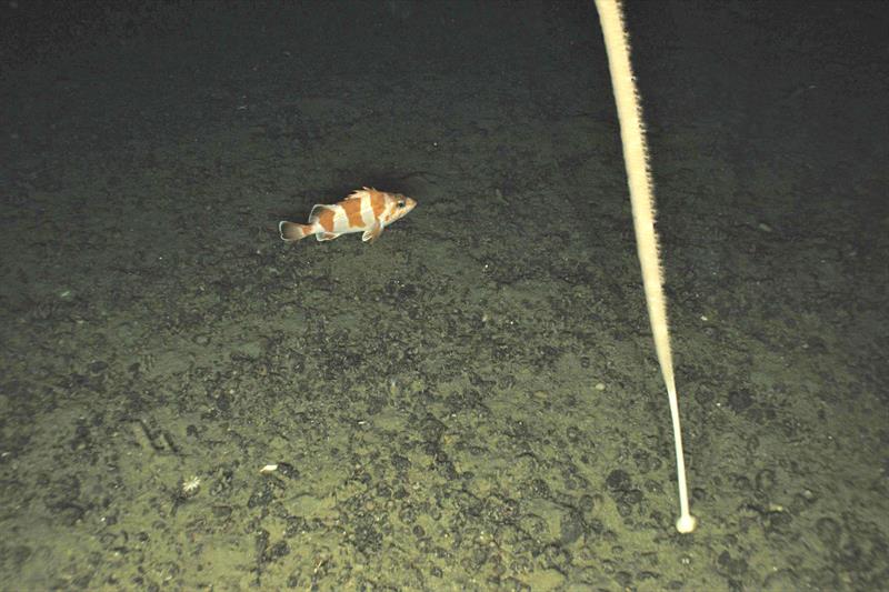 Redbanded Rockfish (Sebastes babcocki) and sea whip (Halipteris willemoesi) photo copyright NOAA Fisheries taken at  and featuring the Environment class