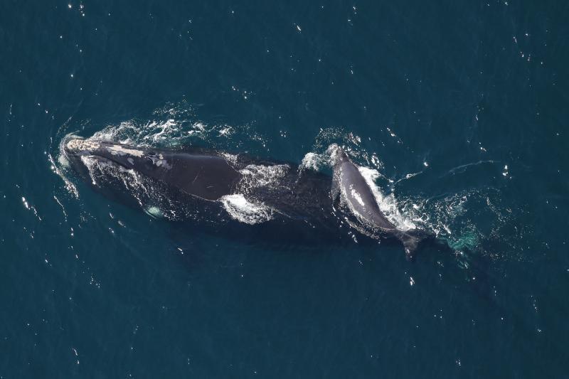 North Atlantic right whale #4180 and new calf photo copyright Clearwater Marine Aquarium Research Institute and U.S. Army Corps of Engineers taken at  and featuring the Environment class