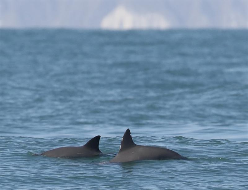 A pair of vaquita swimming south of the town of San Felipe, Baja California. Note the nick in the dorsal fin of the larger individual in the foreground. This was likely caused by past interactions with gillnets, from which the animal successfully escaped. photo copyright Todd Pusser taken at  and featuring the Environment class