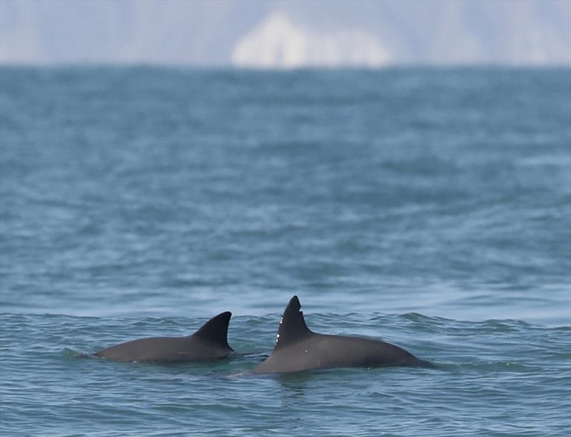A pair of vaquita swimming south of the town of San Felipe, Baja California. Note the nick in the dorsal fin of the larger individual in the foreground. This was likely caused by past interactions with gillnets, from which the animal successfully escaped photo copyright Todd Pusser taken at  and featuring the Environment class