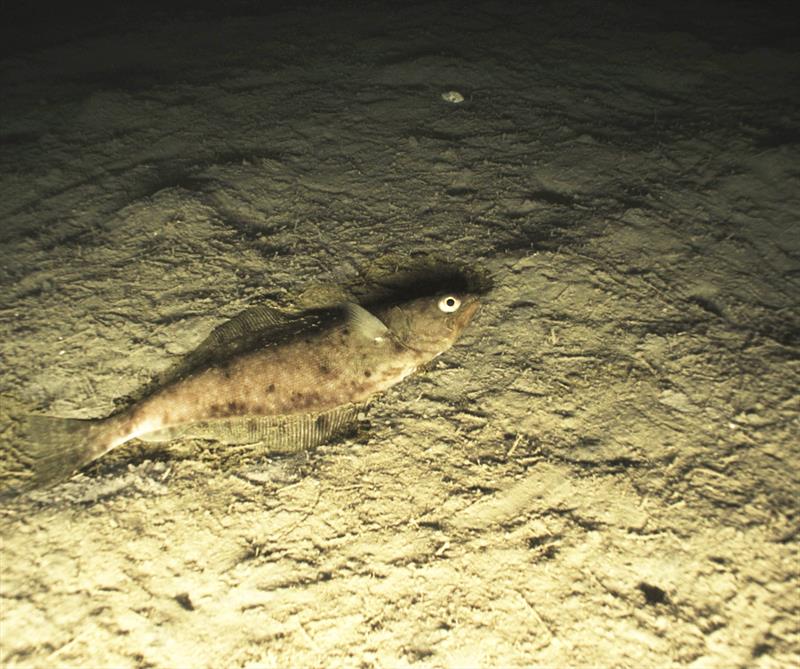 Arrowtooth flounder (Atheresthes stomias) is a relatively large flatfish and one of the most abundant fish in the Gulf of Alaska. It plays an important role in Alaska's complex marine food chain photo copyright NMFS / NOAA - Color correction applied by NOAA Fisheries taken at  and featuring the Environment class